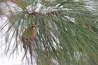 goudhaan (Regulus regulus) 2-2021 5013